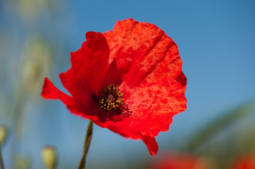 Red poppies in the grain fields