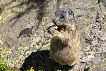 MARMOTTE