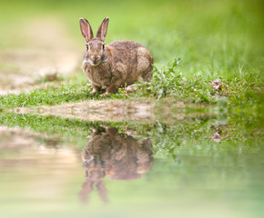 lapin animal sauvage terrier chasse fourrure carotte lapine patt