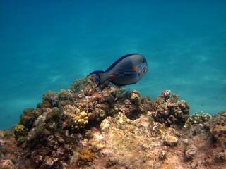 Sohal Doktorfisch frei schwimmend