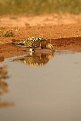 Ganga  en el bebedero