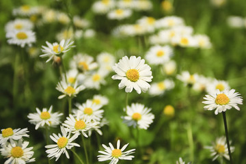 G&auml;nsebl&uuml;hmchen-1