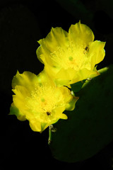 Two yellow cactus flowers are next to each other.
