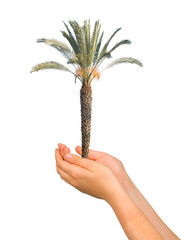 Palm in hands