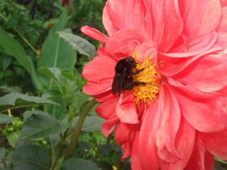 Abejorro polinizando dalia