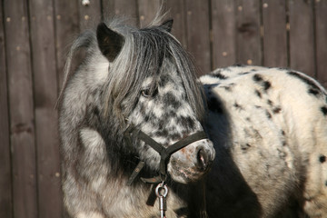Geschecktes Pony