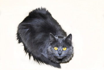 graue maine coon katze