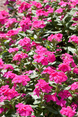 Bright Purple Flowers on Green Ground Cover