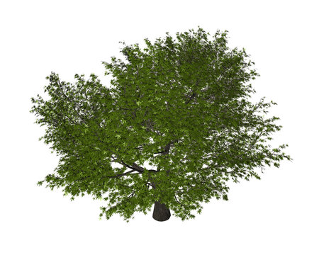cg baum 1