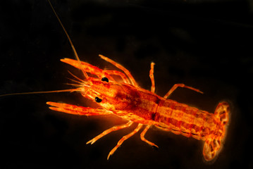 (CPO) Oranger Zwergkrebs