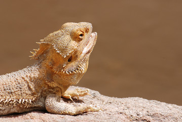 Bearded dragon
