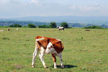 Fototapeta na wymiar cow calf on pasture