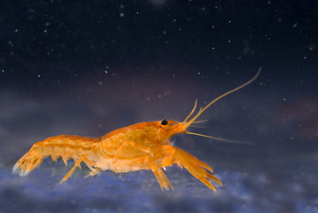 Oranger Zwergkrebs (CPO) seitenansicht