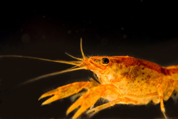 Oranger Zwergkrebs (CPO) porträt