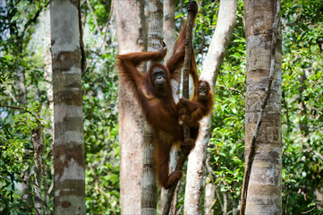 Female of the orangutan with a cub.