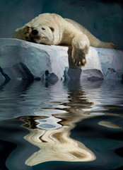 Naklejka premium ours banquise polaire animal protéger blanc glace fonte