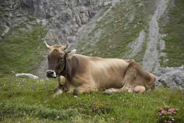 braune kuh