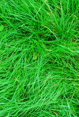 green grass background