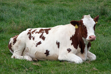 Kuh auf der Weide 816