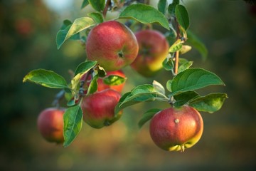 Fresh apple on tree