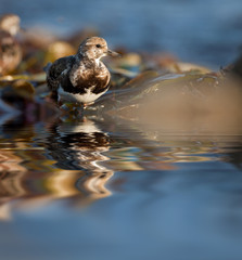 tournepierre collier oiseau reflet rivage plage algue bande