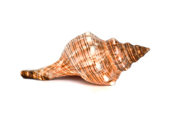 sea shell isolated