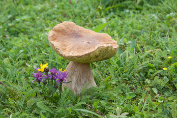 Cep hid in the green grass