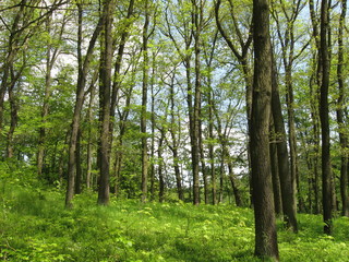 Laubwald im Mühltal
