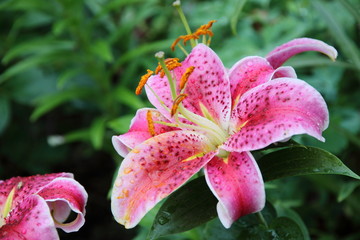 Красная Лилия