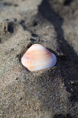 shell on the beach