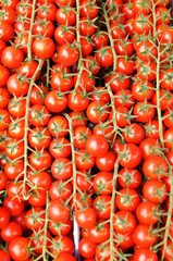 Pomodorini
