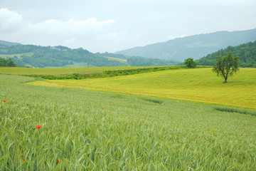 Fototapeta premium landscaep of tuscany - italia