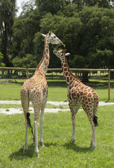 two giraffes