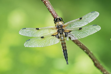 Dragonfly © manfredxy