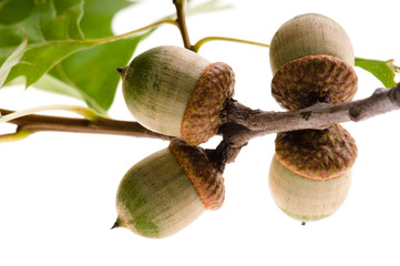 Oak Branch with Acorns isolated on white