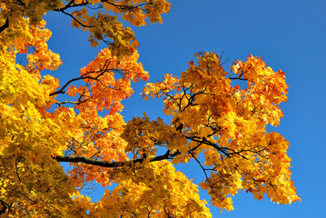 Golden maple branches