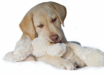 Labrador Welpe mit Stoffhase vor weissem Hintergrund