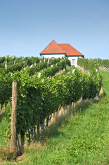 Fototapeta na wymiar House in Vineyards. Škalce, Slovenia