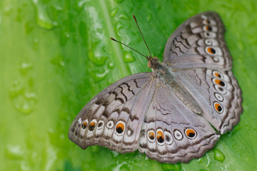 Gray Pansy