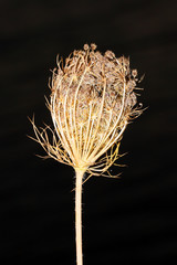 Dry flower