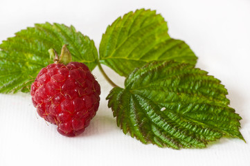 framboise