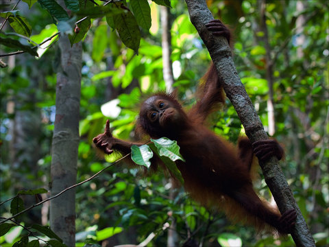 Cub of the orangutan on a branch.