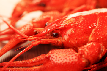 crawfish