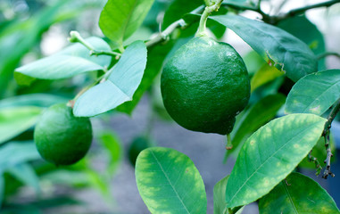 Picture with green fresh lime