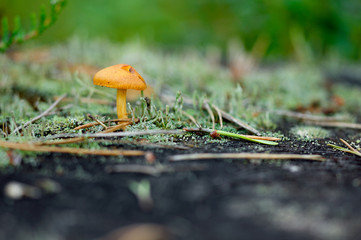 Macro with small orange mushroom