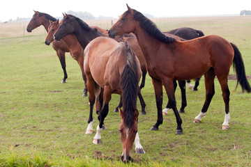 Obraz premium Pferde auf der Weide 625