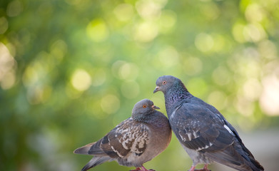 Two Pigeon