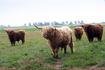 Hochlandrinder auf der Weide 711