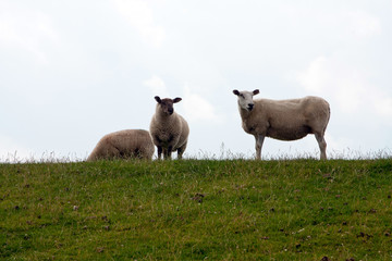 Schafe auf Deichdamm 626