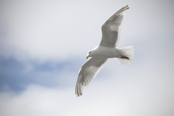 Obraz premium bird with sky